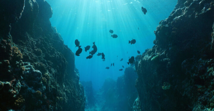 Are the UK seas the largest carbon sinks?