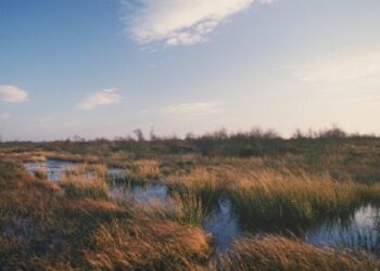 Amateur gardeners to be banned from using peat compost from 2024