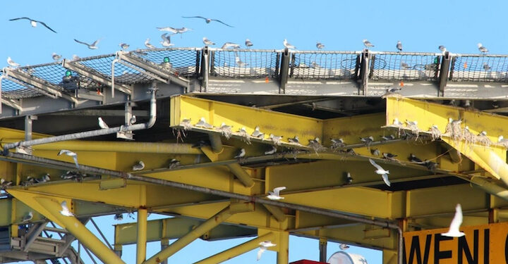 North Sea gas platform to be repurposed as nesting site for seabirds