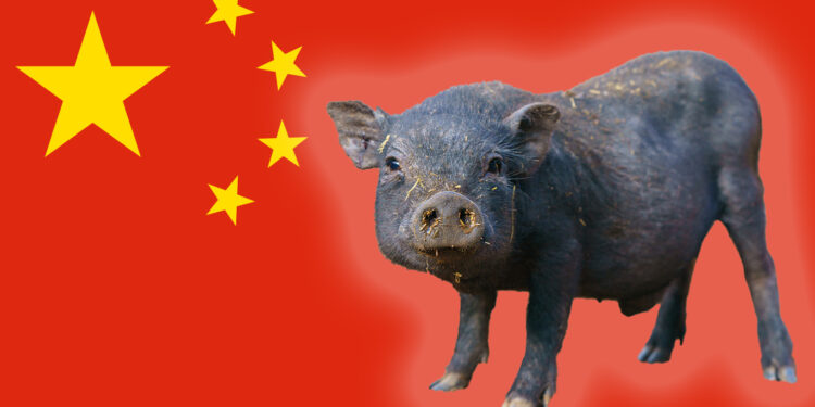 China teams up with UN to save its pigs and tea!