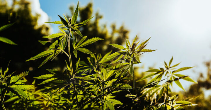 UK professors say hemp can make Scotland’s agricultural sector carbon-neutral