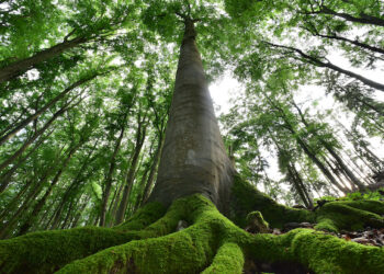 COP27: EU forms Forest Partnerships with five partner countries