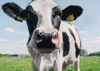 UK heat pumps say cheese