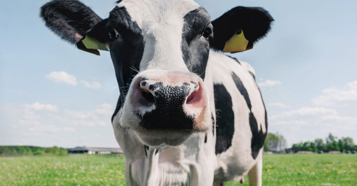 UK heat pumps say cheese