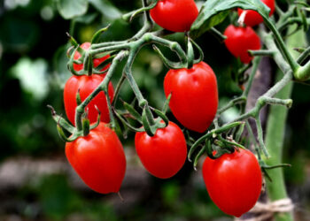 Tomatoes denied by extreme weather!
