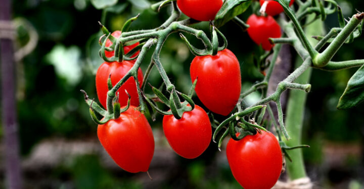 Tomatoes denied by extreme weather!
