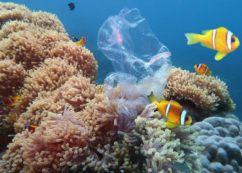 UN: World grants protected status to 30% of global seas