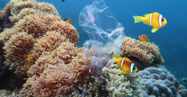 UN: World grants protected status to 30% of global seas