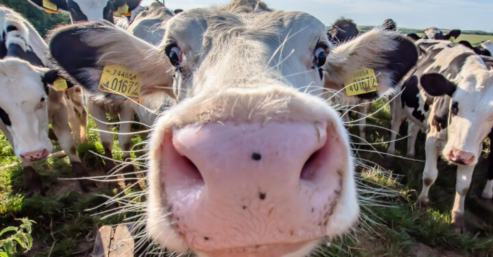 UK to give methane suppressants to dairy cows for net zero