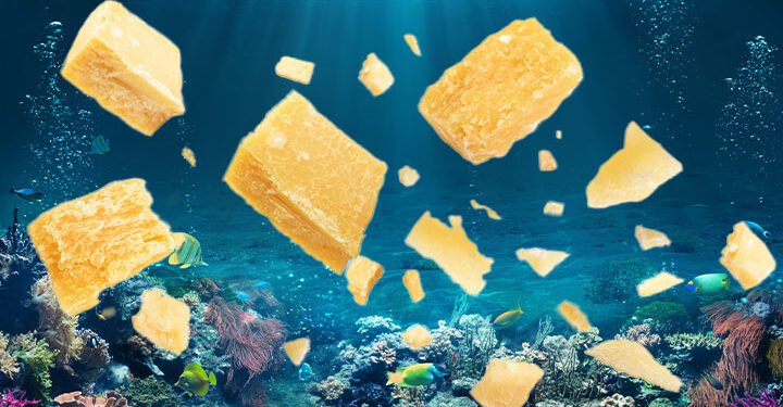 Cheese from the oceans?