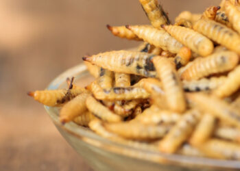 How could insects become sewage sludge saviours?