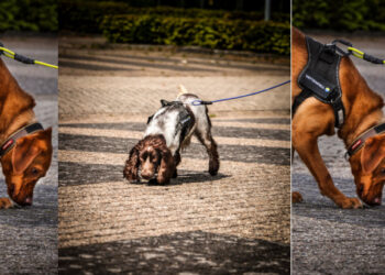 Paws and pipes: Dogs hunt down leaks in heat networks