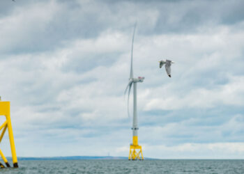 Birds vs wind turbines: Who’s winning?