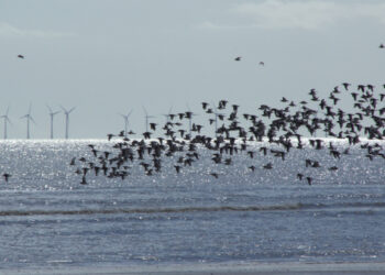 Bird’s-eye view: Aircraft gather bird data in offshore Scottish wind farms