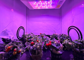 Space tomatoes unveiled