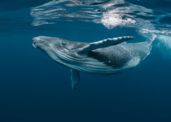 Hidden oil spills: new map exposes toxic seas