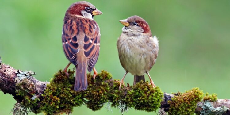 Live fast, die young: how climate change is rewriting the rules for birds