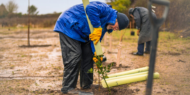 Paid tree schemes boost survival rates and sustainability