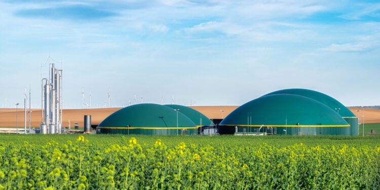 Biomass vital to EU climate targets, study warns