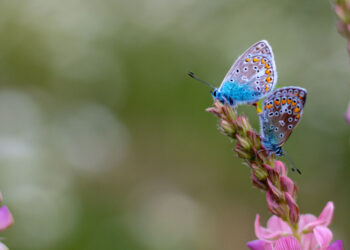Biodiversity gain doesn’t have to be on site to work