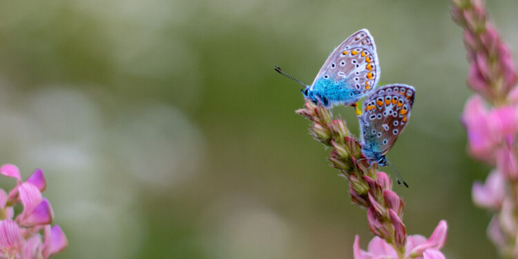 Biodiversity gain doesn’t have to be on site to work