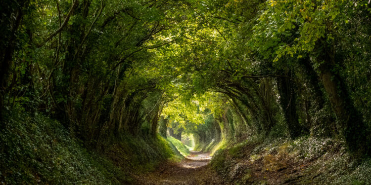 10 million trees wipe out half a million cars (almost)