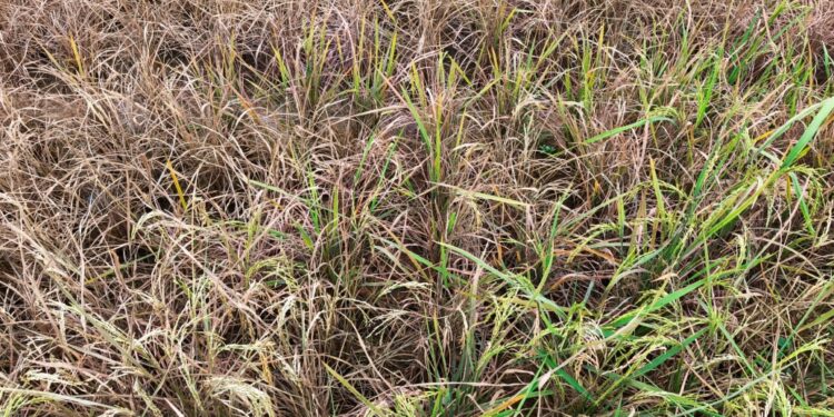 Climate extremes driving food price shocks and child health risks, study finds