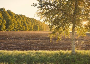 EU approves Denmark’s €626m afforestation plans to tackle climate change
