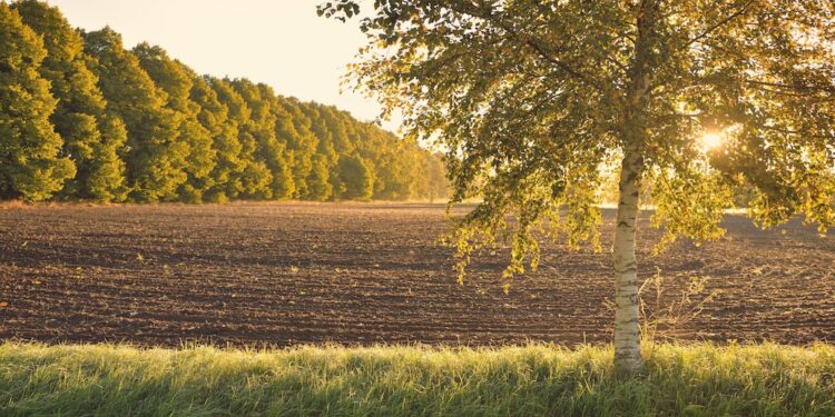 EU approves Denmark’s €626m afforestation plans to tackle climate change