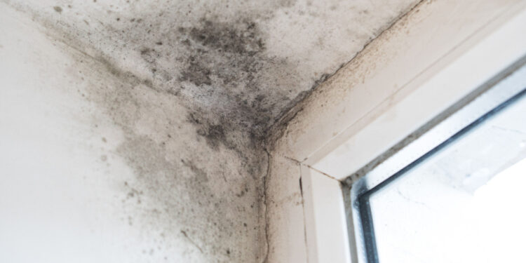 Insulation fitted under ECO a mould ridden disaster