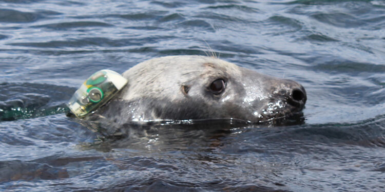 New seal movement maps to transform offshore marine development