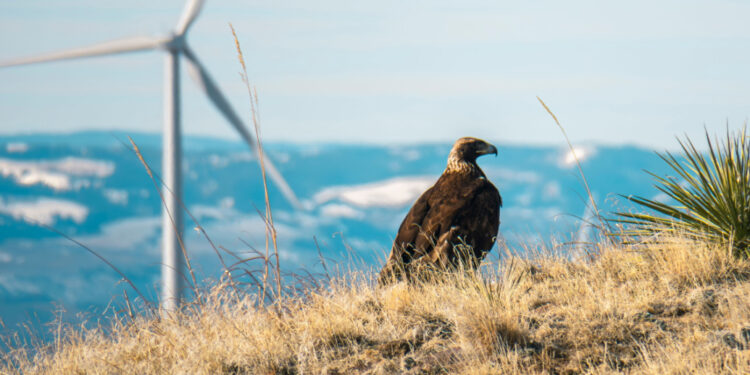 New fund to ensure offshore wind expansion doesn’t harm marine life
