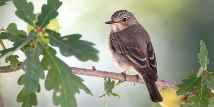 Native trees boost bird breeding