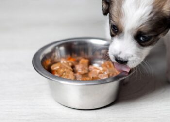 Is your canine increasing your carbon footprint?
