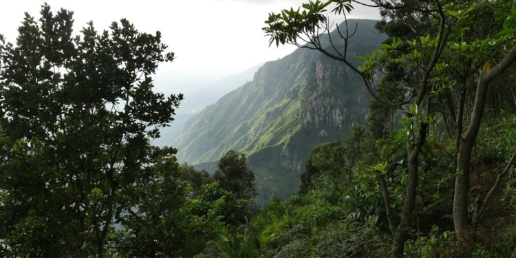 Ecosia reaches 250 million trees milestone on Earth Day