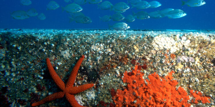 Marine eco-concrete in demand for offshore energy sector