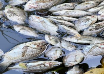 Farmer fined £3700 for fish kill