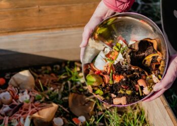 Halving food waste could put £500 a year back into household budgets