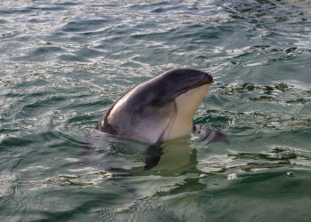 Solent marine life consuming vast amounts of forever chemicals
