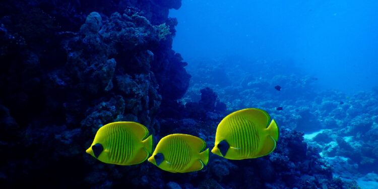 New study links local species declines to higher global extinction risk