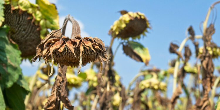 Plants are heating up hampering their ability to capture carbon
