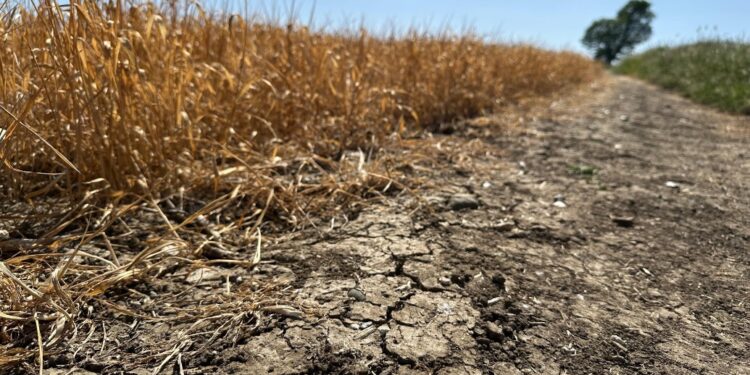 Farmers to receive drought support