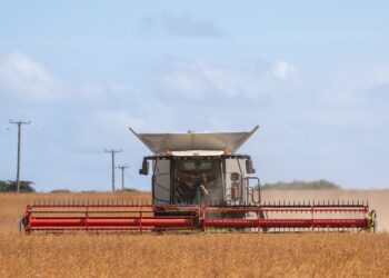 Heatwave could shrink our vegetables
